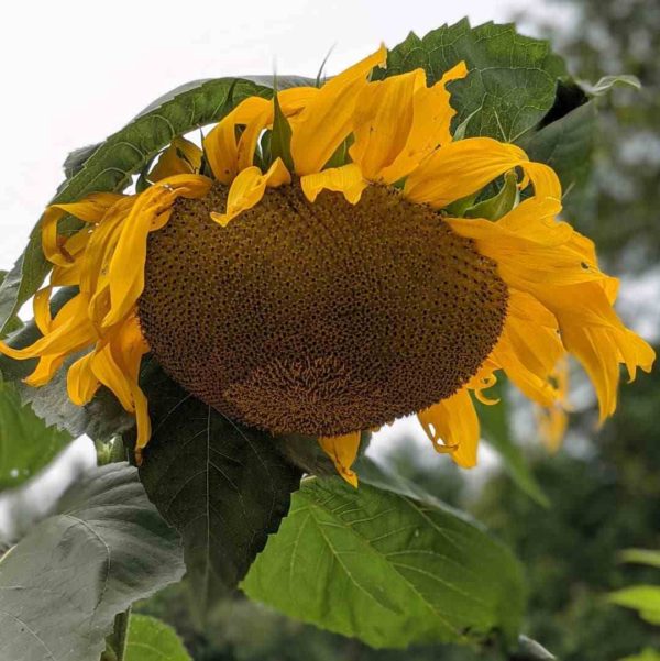 sunflower-seeds-giant