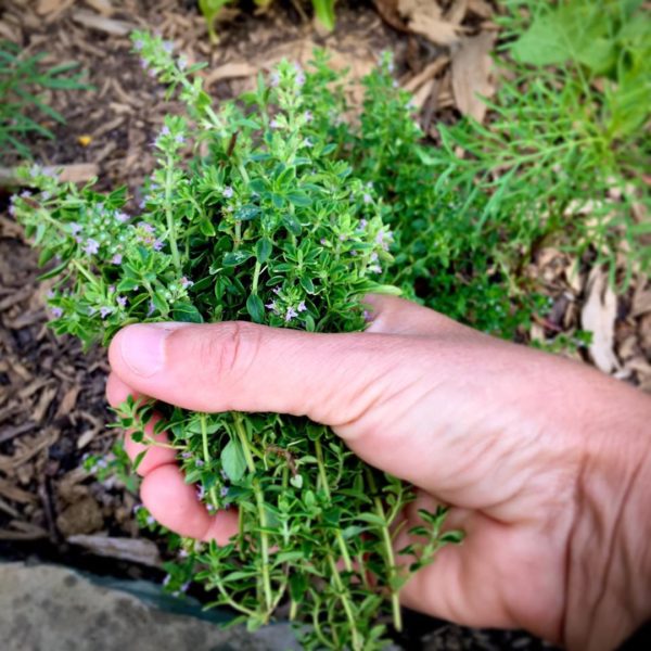 Thyme is a wonderful herb