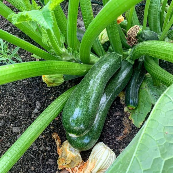 Zucchini ( Cucurbita pepo )