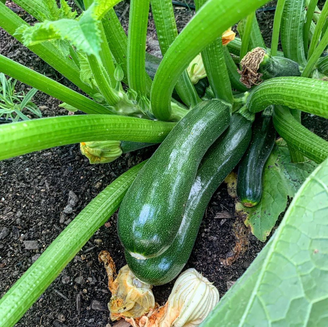 zucchini-cucurbita-pepo-hybrid-seeds-mountain-top-seed-bank