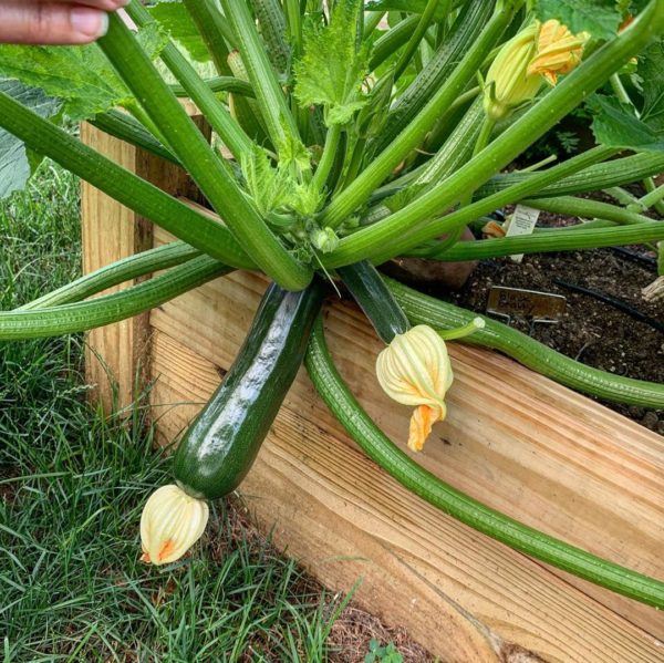 Zucchini ( Cucurbita pepo )