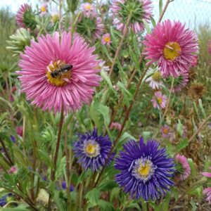 buy Aster double mix seeds