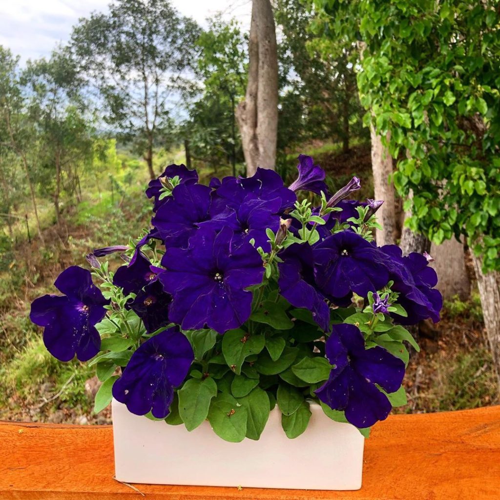 Petunia Royal Blue Seeds - Mountain Top Seed Bank