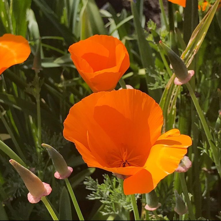 California Poppy Seeds (Pack of 30 Seeds) Mountain Top Seed Bank