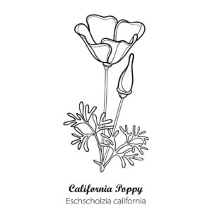 California Poppy Seeds Product Image