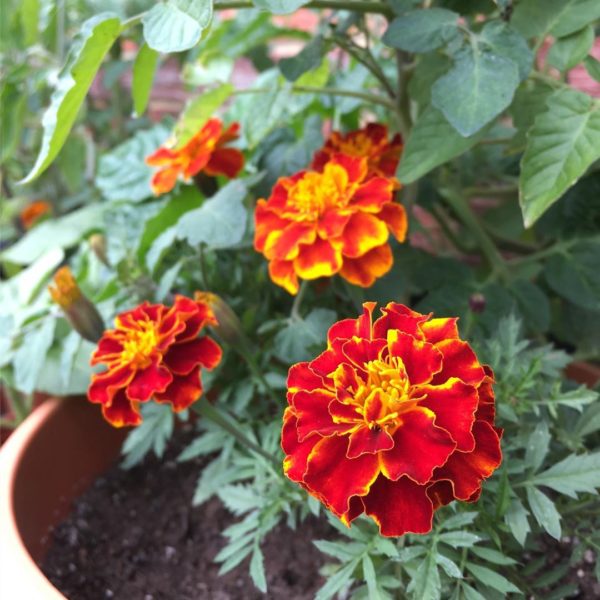 French marigold mixed Seeds