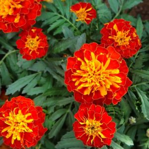 French marigold mixed flowers blooming