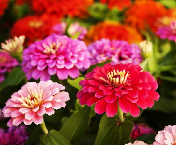 zinnia flowers blooming