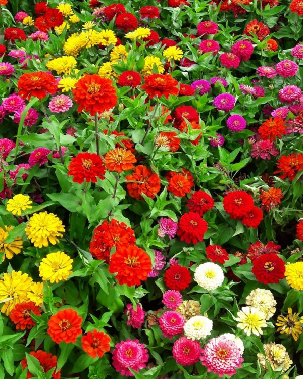 Zinnia Double Mixed Seeds