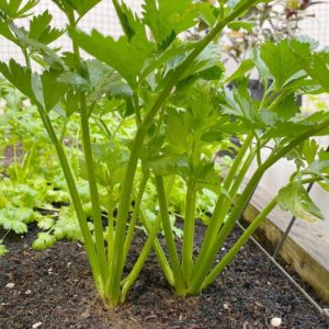 celery plant seeds from mountain top seed bank