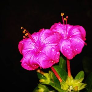 marvel of peru pink blooming