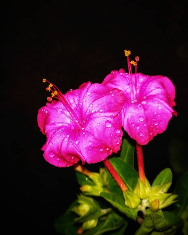 marvel of peru pink blooming