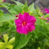 Pink Marvel of Peru Seeds - Image 2