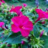 marvel of peru pink