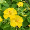Yellow Marvel of Peru Seeds - Image 2