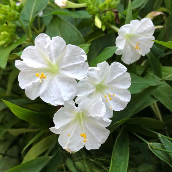 White marvel of peru bloming