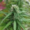 Buy Hindu Kush Regular Seeds