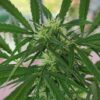Hindu Kush Regular Seeds - Image 2