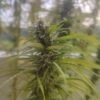 Hindu Kush Regular Seeds - Image 3
