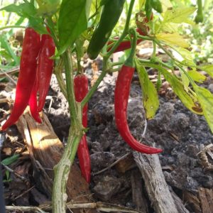Cayenne Pepper growing on ground