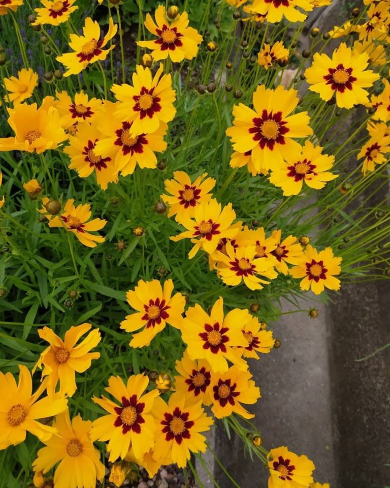 Coreopsis Seeds - Mountain Top Seed Bank