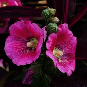 Hollyhock grown from seeds