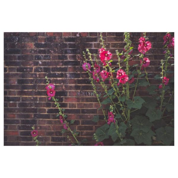 hollyhock seeds