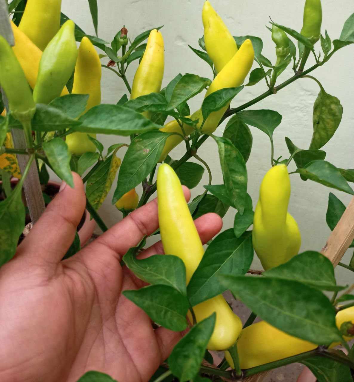 thumbnail image 2 of 25 Hungarian Hot Wax Pepper Seeds – Fresh Harvest – Easy Grow – For Gardens 2 of 5