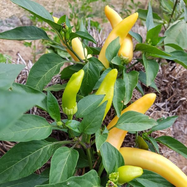 hungarian hot pepper seeds