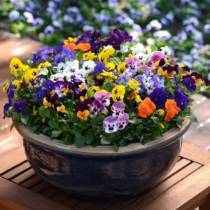 Pansy grown in a basket