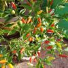 Tabasco Hot Chilli Seeds