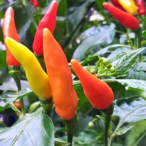 Tabasco Hot Chilli Seeds - Mountain Top Seed Bank