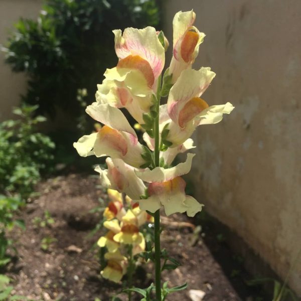 antirrhinum blooming