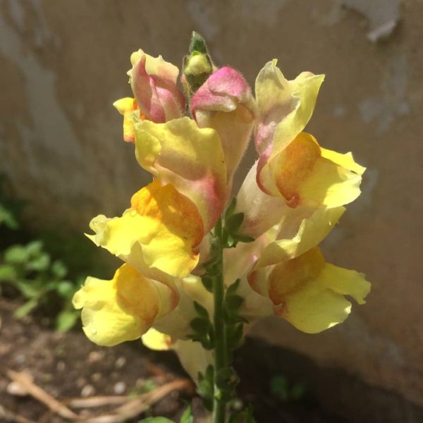 antirrhinum-seeds-buy-india