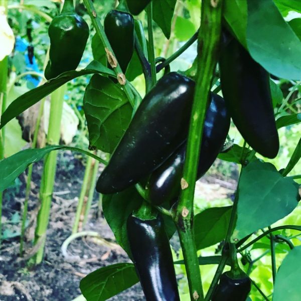 Black jalapeno chilli india