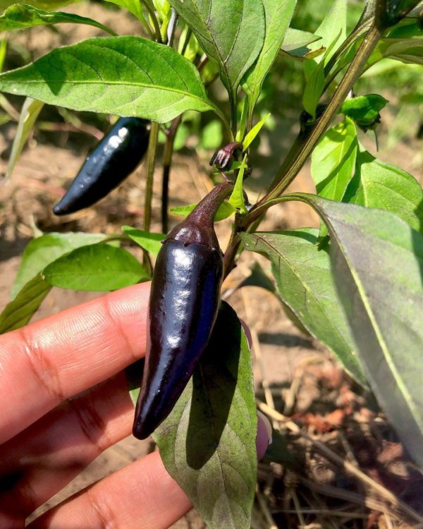 black pepper seeds buy india