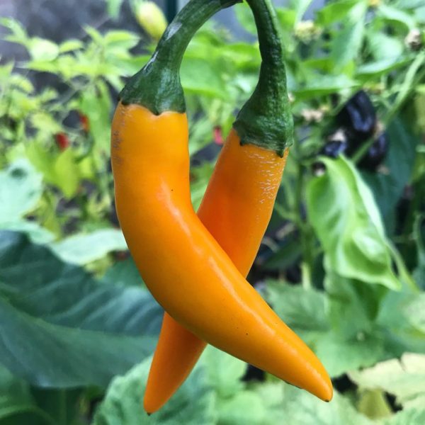 bulgarian carrot orange hot pepper seeds