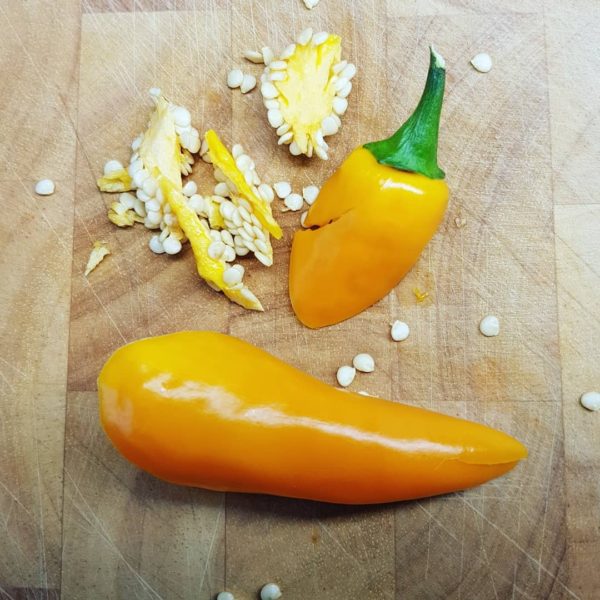 orange pepper seeds india