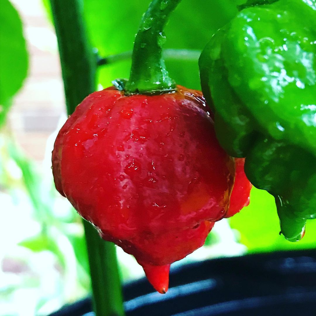 carolina reaper seeds available in stores near me