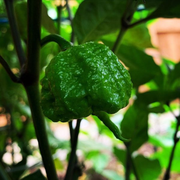 carolina reaper chili seeds