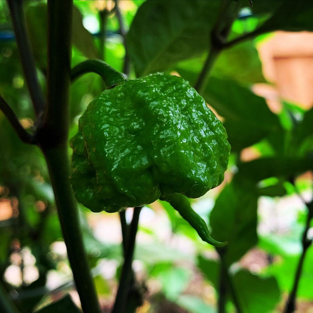 Buy Carolina Reaper Seeds India - Chilli Blossom Farm