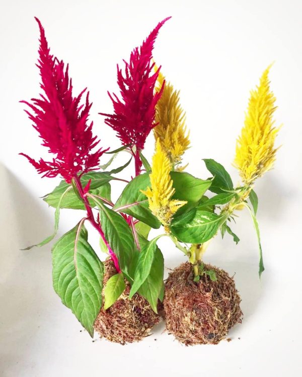 celosia-mix-seeds