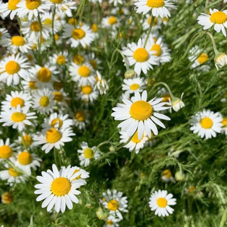 Buy German Chamomile Seeds Online in India - Mountain Top Seed Bank