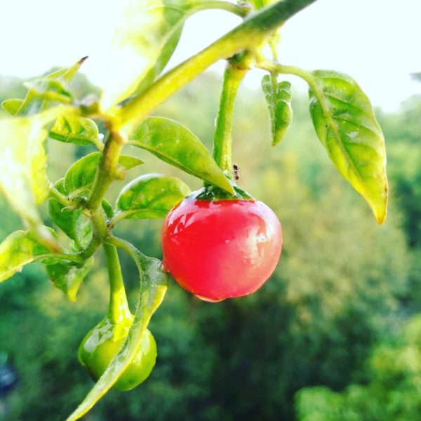 hot apple pepper seeds