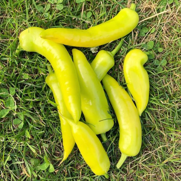 hungarian hot chilli seeds 2