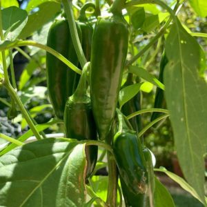 jalapeno pepper seeds
