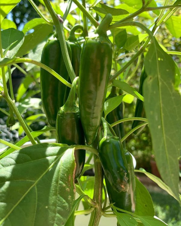 jalapeno pepper seeds