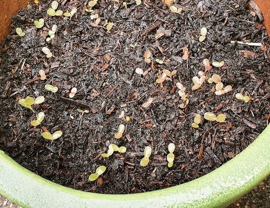 lettuce-seeds-germinating