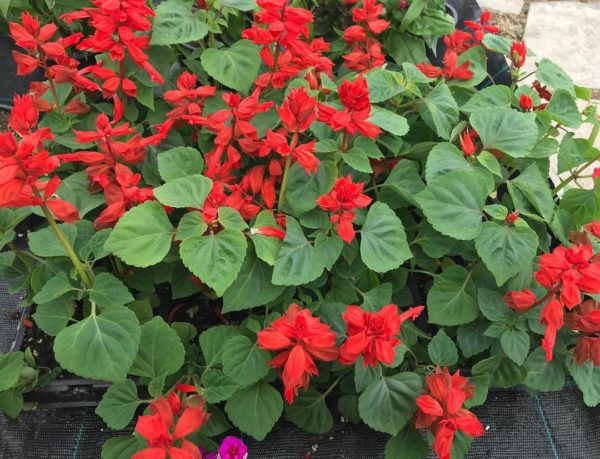 salvia red blooming heavily at mountain top seed bank farm