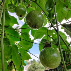 yellow passion fruits hanging on vine